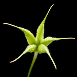   Fruits:   Aquilegia vulgaris ; follicles, Photo by Frank Vincentz, wikimedia commons
